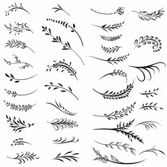 Wall Mural - big vector collection of floral calligraphic branches in vintage style
