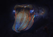 cuttlefish underwater / underwater world, marine life wildlife animal diving in the Pacific Ocean