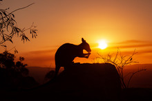 Silhouette Of A Kangaroo On A Rock With A Beautiful Sunset In The Background. The Animal Is Eating Food. Queensland, Australia