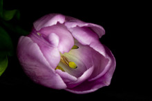 Beautiful Pink Tulip On Black Background Close Up
