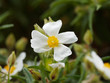© Marc - Cistus monspeliensis - Ciste de Montpellier