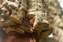 Bark Of A Cork Oak; Closeup Shot