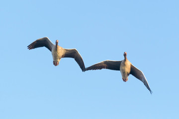 Greylag geese, Anser anser, Germany, Europe