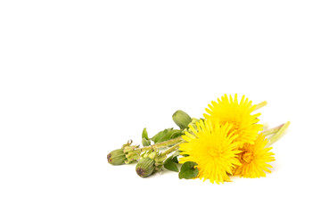 Wall Mural - Yellow dandelion isolated on white background.