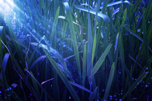 Abstract And Magical Photo Of Tall Grass With Firefly Flying In The Night Forest. Fairy Tale Concept