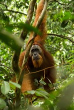 Orangutan In Sumatra
