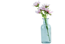 Purple Pink Flower In Clear Light Blue Glossy Glass Vase Bottle On Isolated White Background