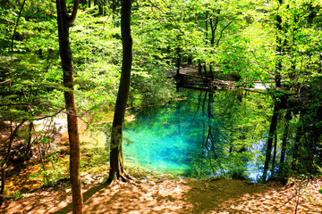 Canvas Print - River source in the mountainous forest 