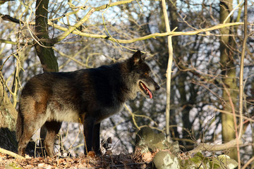 The northwestern wolf (Canis lupus occidentalis) standing in  the forest. The wolf (Canis lupus), also known as the grey/gray or timber wolf.