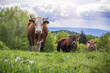 Glückliche Kühe auf der Weide