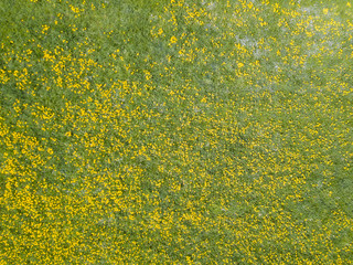 Sticker - Aerial view of dandelion field. Flowers blooming from above
