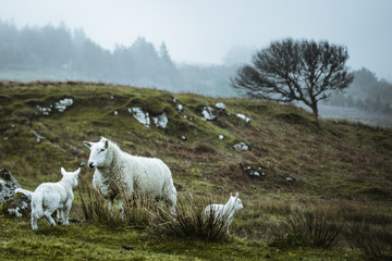 Wall Mural - sheeps in the vastness of Scotland