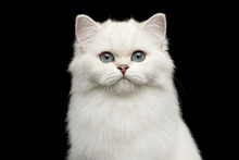 Portrait Of British White Cat With Blue Eyes Gazing On Isolated Black Background, Front View