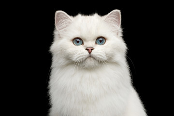 Wall Mural - Portrait of British White Cat with blue eyes gazing on Isolated Black Background, front view