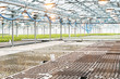 seedlings in the greenhouse. half of the huge greenhouse in black seedlings with land. half a greenhouse in green grass lettuce seedlings