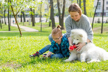 A Little Boy And His Mom Play With A Fluffy Samoyed Dog And In The Park In Spring