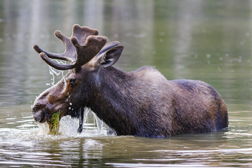 Shiras Moose in Colorado. Shiras are the smallest species of Moose in North America