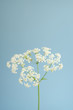 white cow parsley flowers on blue sky background