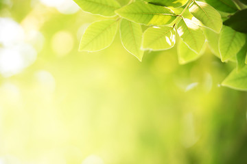 Wall Mural - Background nature green leaf on blurred greenery in forest with copy space.
