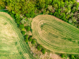 Aerial drone view of field, trees and forest in agriculture land. Top look to meadow near village and farm. Beautiful green fresh crop on spring day after rain