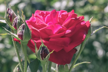 Rose flower on green foliage background close up