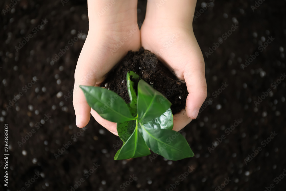 Hands of child with green plant and soil