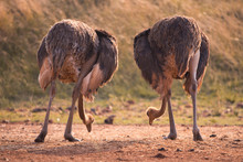 Two Ostriches Feeding, Pictured From Behind, South Africa