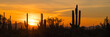 A panoramic view of saguaro and other cactus silhouettes as they dominate the Sonoran desert skyline at sunset