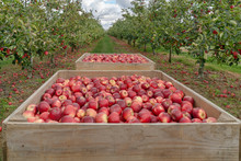 Autumn Apples Harvest