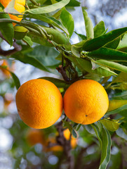 Sticker - Juicy tangerines on a tree branch