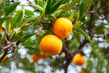 Sticker - Juicy tangerines on a tree branch