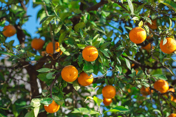 Sticker - Juicy tangerines on a tree branch