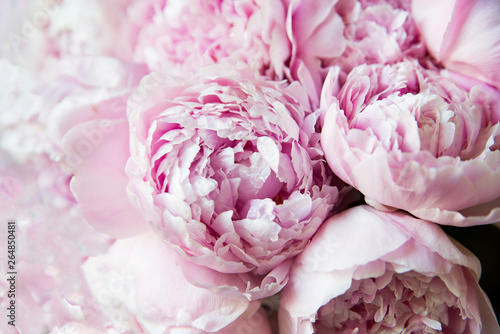 Cuadros en Lienzo White and pink peonies. Background, wallpaper..