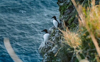 Razorbill (Alca torda) nesting on coastal cliff Scotland. North Sea. Firth of Forth. UK