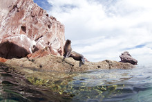 California Sea Lion, Zalophus Californianus, Mexico, Seal, Espritu Santo National Park