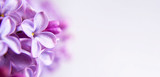 Fototapeta Kwiaty - Floral background or banner with lilac flowers and copy space. Mothers Day card concept.