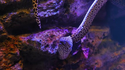 Wall Mural - Sea eels in fish tank, Aquarium decoration. Moray Eel in fish tank.