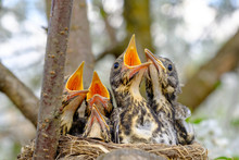 Group Of Thrush Bird Baby Sitting In Their Nest With Mouths Wide Open Waiting For Feeding. Baby Bird In Nest Concept.