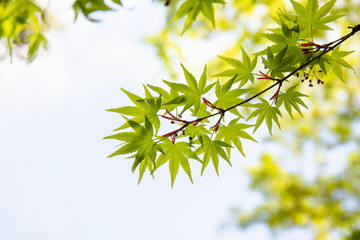 Fresh verdure at spring ,Shikoku,Japan