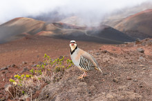 Chukar Partridge On The Volcano Crater Trail In The Haleakala National Park, Maui, Hawaii