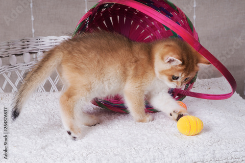 Beautiful Kitten Breed British Shorthair Golden Chinchilla Color Playing With Painted Eggs On The Background Of The Basket Stock Photo Adobe Stock