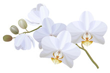 Vector Realistic Illustration Of White Orchid Flowers On White Background