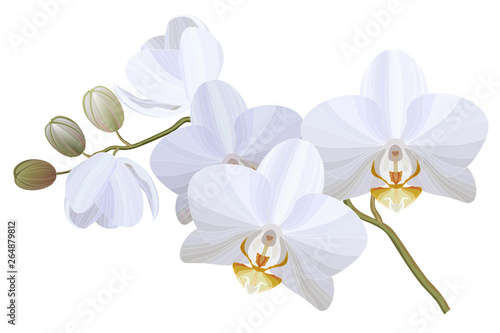 Dekoracja na wymiar  realistyczna-ilustracja-wektorowa-bialych-kwiatow-orchidei-na-bialym-tle