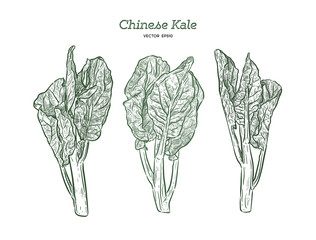 Sticker - Chenese Kale or Chinese broccoli, hand draw sketch vector.