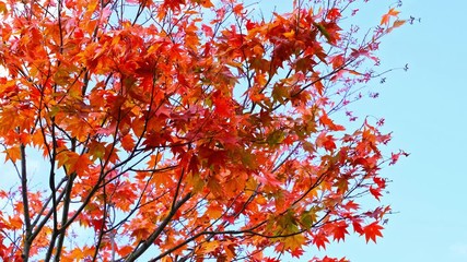 Wall Mural - Maple tree branches are blowing against on clear blue sky background ,maple leaves turn from orange to bright red in landscape , autumn season,Japan
