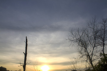 tree at sunset