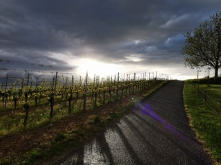 Wall Mural - spring blossom flower sun vineyards sunset sundown