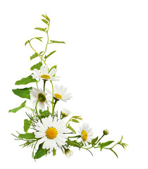 Wall Mural - daisy flowers and bindweed leaves in a corner floral arrangement