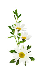 Wall Mural - daisy flowers in a corner floral arrangement