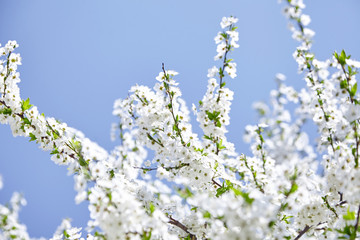 Plum blossom, white flowers on branches of tree, season of blooming garden, spring nature, sunny day, floral background